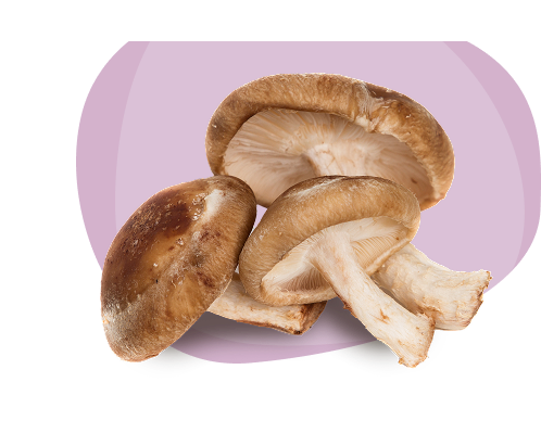 Shiitake Mushrooms | Monterey Mushrooms